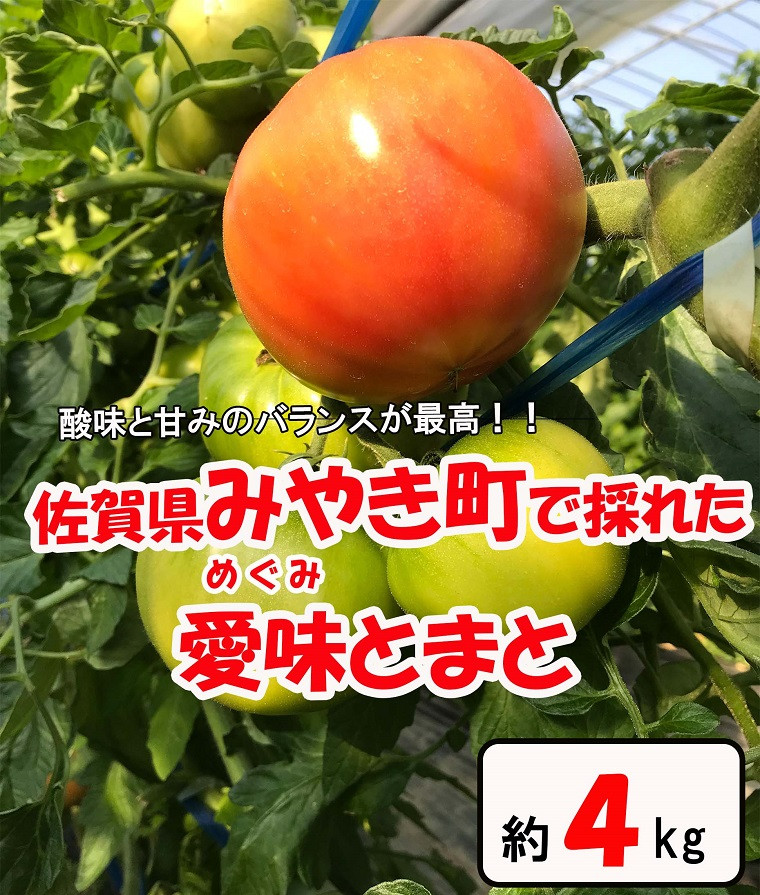 
AR001　佐賀県産愛味とまと　めぐみトマト約４ｋｇ
