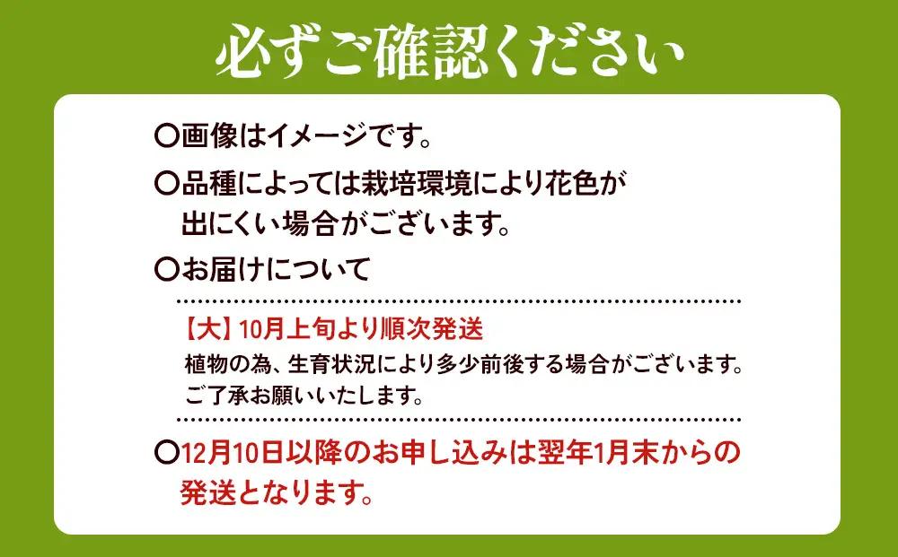 【期間限定】ユリ球根 大球ゴールデンカサブランカ 12球 橙花品種 花 フラワー 園芸 ガーデニング 植物 高品質 送料無料