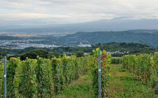 2023 Sur la colline Red blend　信州　小諸市ワイン　赤ワイン　Greve.t　KomorokkoFarm&Winery