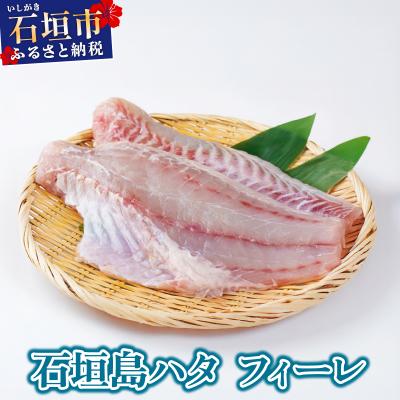 ふるさと納税 石垣市 石垣島 ハタ フィーレ | ミーバイ ヤイトハタ