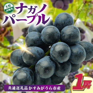 ナガノパープル 1房 先行予約 ぶどう ブドウ 葡萄 フルーツ 茨城 新鮮 2026年8月より順次発送予定 (県内共通返礼品:かすみがうら市産) (BR154)