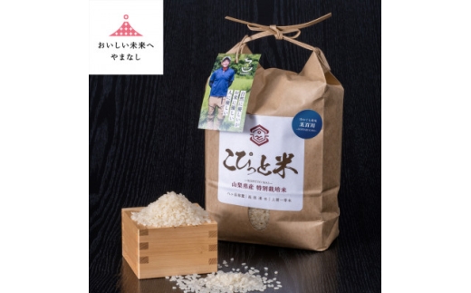 冷めても美味しい!＜令和8年産＞こぴっと米＜五百川＞白米・2kg　特別栽培米_美味しい 人気 ごはん 米 白米 山梨県 弁当 特別栽培米【1652042】
