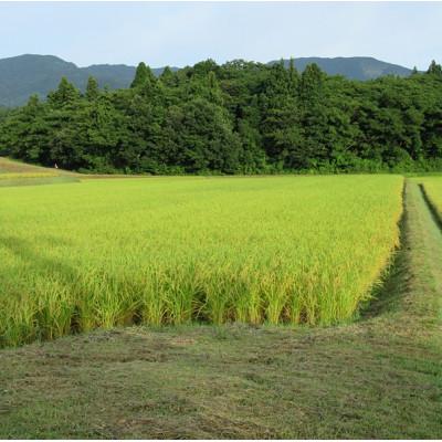 ふるさと納税 上越市 標高200mで育てた棚田米|令和7年・新潟県上越産・ゆうだい21 精米10kg |  | 03