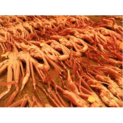 ふるさと納税 鯖江市 【11月6日漁解禁】福井冬の味覚!越前がに 1杯 (1,400〜1,500g) |  | 03