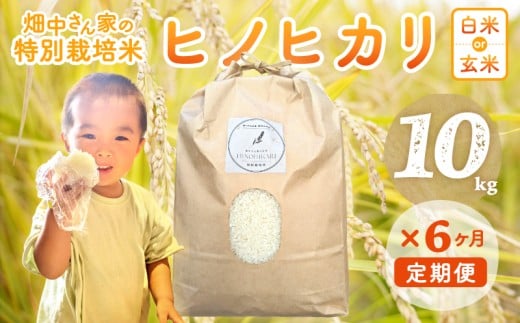 【6ヶ月定期便】特別栽培米（減農薬米） ｢ひのひかり｣ 白米 玄米 可 10kg 奈良県 三宅町 ヒノヒカリ おいしい 冷めても もちもち 安心：白米