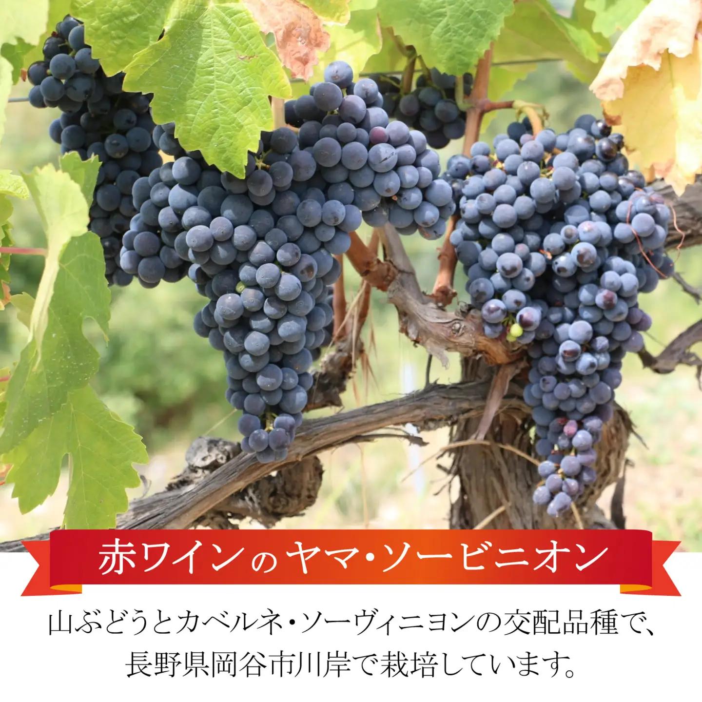 赤ワイン（ヤマ・ソービニオン） 2セット