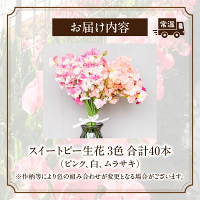 ふるさと納税 高千穂町 スイートピー(2月限定) |  | 02