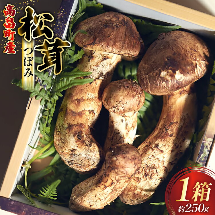 【ふるさと納税】 【期間限定発送】 松茸 つぼみ 詰め合わせ 1箱 約250g (3〜5本入) [フレッシュマートたねや 山形県 高畠町 tk06ays880001] きのこ キノコ まつたけ 国産 天然 山の幸 ご飯 土瓶蒸し 松茸ご飯