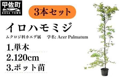 イロハモミジ（伊呂波紅葉）苗木 単木 樹高1.2m前後 3本セット ポット苗 シンボルツリー 落葉樹 植木 庭木【価格改定】
