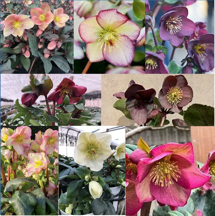 【ふるさと納税】【選べる】クリスマスローズシリーズ | 花 クリスマス ローズ 冬 氷 薔薇 赤 季節 冬 ガーデニング ガーデン 庭 贈答 プレゼント ギフト 期間限定 伊那市 ふるさと納税