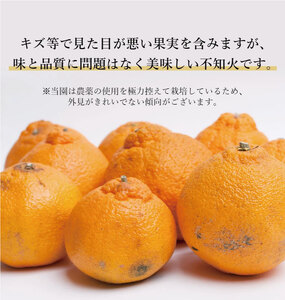 ＜先行予約＞家庭用不知火10kg+250g（傷み補償分）＜2月より発送＞ デコポンと同品種 人気の春みかん 光センサー選別 みかん 果物 フルーツ デコポン 【ikd232】