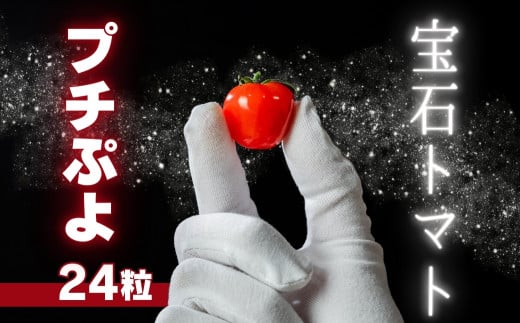 《先行予約》希少品種 プチぷよ 24粒 ミニトマト 高糖度 こだわり トマト