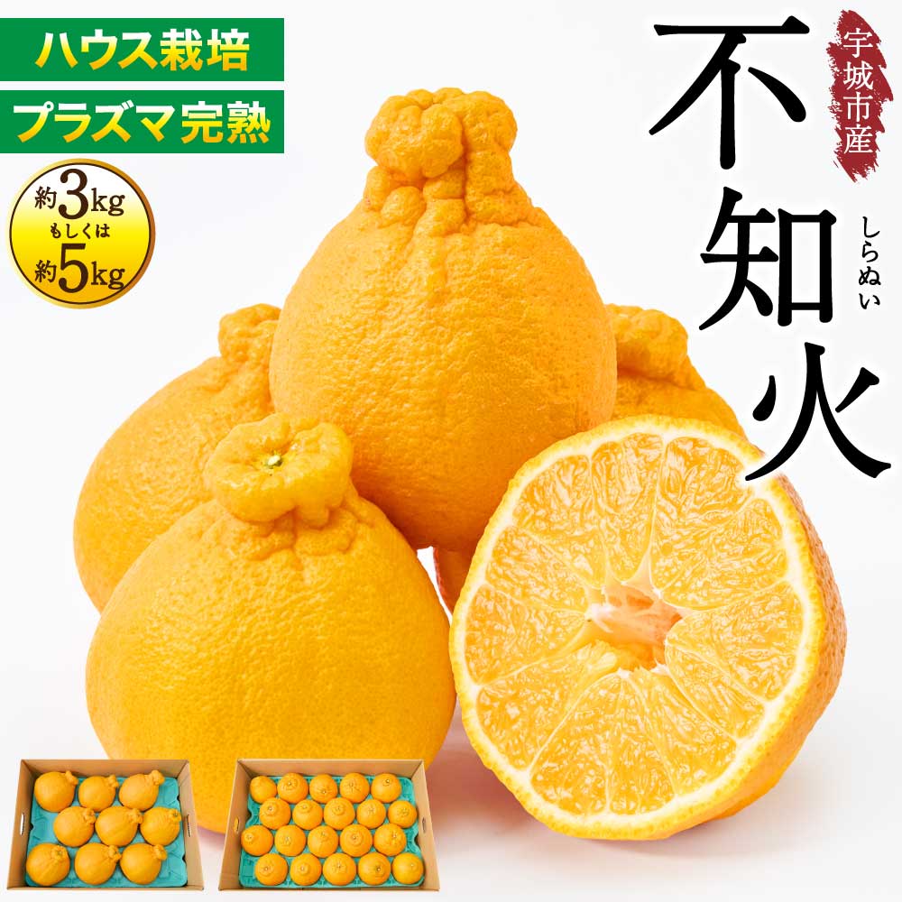 【ふるさと納税】【選べる内容量】 先行予約 ハウス栽培 プラズマ完熟 不知火 約3kg（7〜12玉）もしくは 約5kg（15〜22玉） 【2026年3月上旬~2026年4月上旬頃発送予定】 しらぬい みかん 蜜柑 柑橘 国産 九州 熊本県 宇城市 株式会社la Nui.