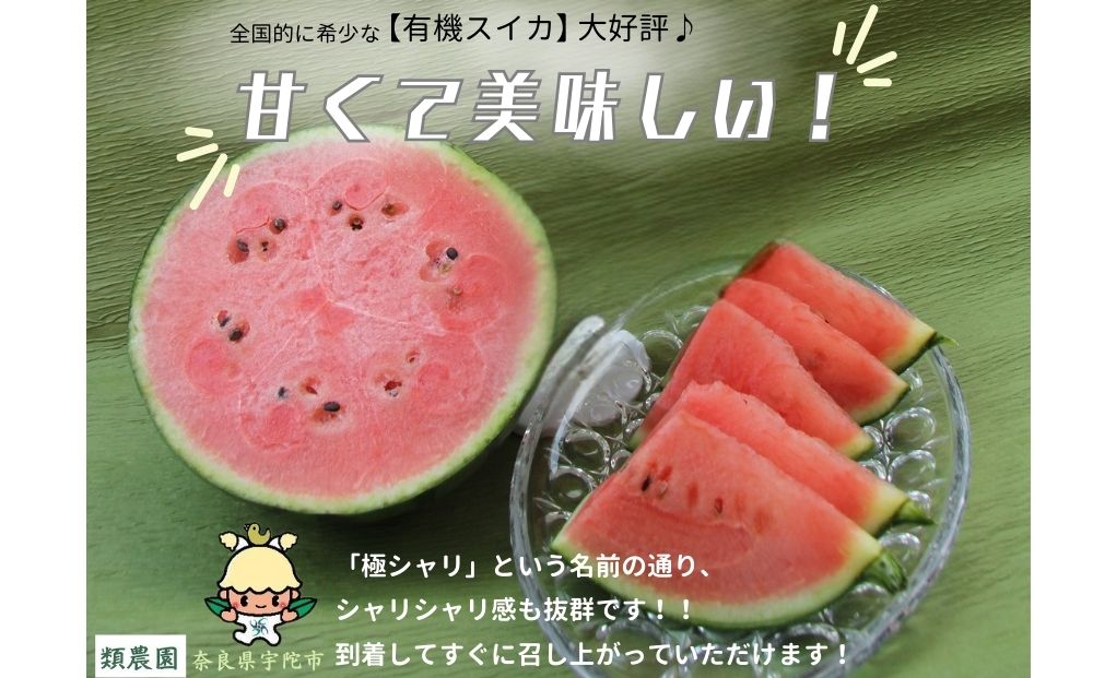 ＜予約販売＞【7月下旬〜8月上旬出荷】有機小玉すいか　「極シャリ」約2kg／ふるさと納税 有機 小玉すいか 極シャリ 贈答 ギフト お盆 お供え デザート おいしい 奈良県 宇陀市 類農園

