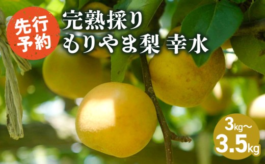 完熟採り　もりやま梨（幸水）3キロ～3.5キロ【先行予約】 CW-0006