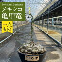 【ふるさと納税】Dioscorea Mexicana メキシコ亀甲竜 （個体番号MKR-15） 長与町/アグリューム[EAI140]