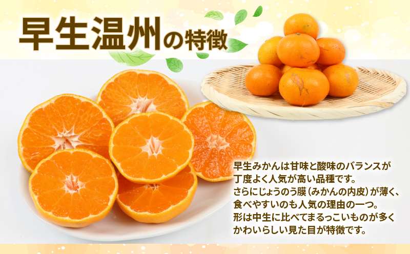 愛媛 みかん 早生 温州 10kg 家庭用 S~L サイズ ミックス 玉津みかん ニュービジネスユニット 先行予約 早生温州 温州みかん 蜜柑 果物 くだもの フルーツ 柑橘 蜜柑 mikan 愛媛蜜