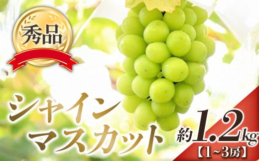 【令和8年産先行予約】 シャインマスカット 約1.2kg (1～3房 秀) 《令和8年9月下旬～11月中旬発送》 『フードシステムズ』 マスカット 葡萄 ぶどう 果物 山形県 南陽市 [902]