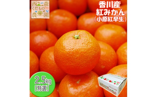 
                  『2026年12月より順次発送』香川オリジナル品種「紅みかん(小原紅早生)」2.5kg
                