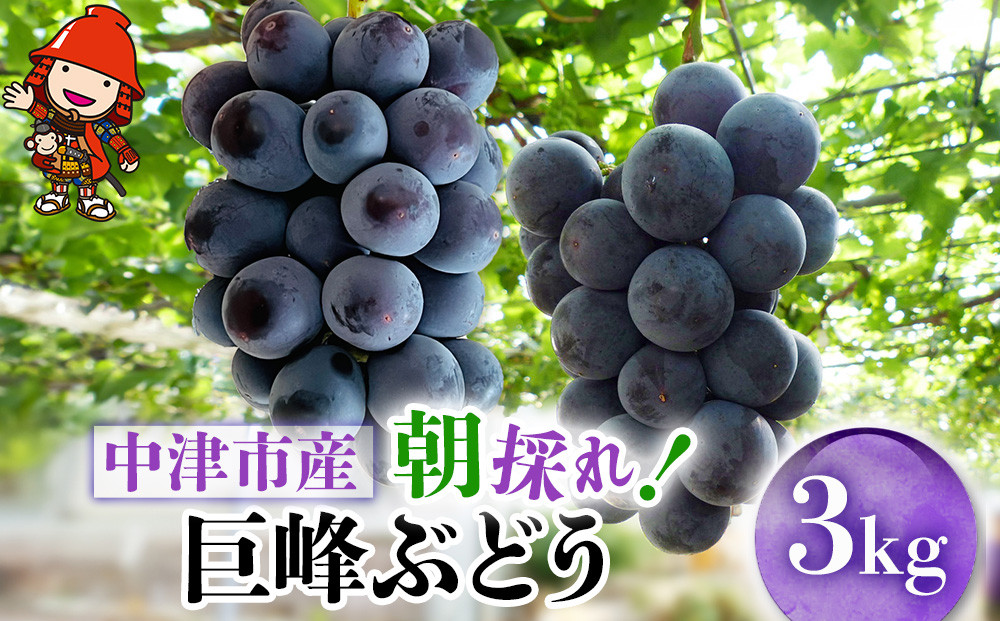 
            【先行予約】【期間・数量限定】大分県中津市産 巨峰ぶどう 3kg 種あり 中野観光ぶどう園 ブドウ フルーツ くだもの  大分県産 九州産 中津市 国産
          