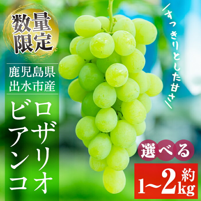 【ふるさと納税】≪数量・期間限定≫〈容量が選べる！〉ロザリオビアンコ(計約1kg／計約1.5kg／計約2kg) ぶどう グレープ 果物 くだもの フルーツ 葡萄 高級 高級品種 旬 すっきりした甘さ 冷蔵 【山門ぶどう園】