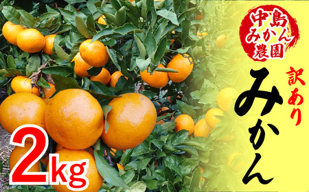 【2025年12月から発送】中島産 温州みかん 訳あり 2kg ｜ えひめ 蜜柑 みかん ミカン 蜜柑 柑橘 果物 フルーツ 松山 愛媛 みかん ミカン 蜜柑 中島みかん 温州みかん ミカン 愛媛 松山 中島みかん農園【NM028】