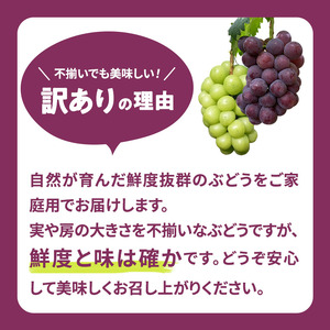 ぶどう 訳あり ニューピオーネ 約4kg ご家庭用 満杯詰め 先行予約 ぶどう