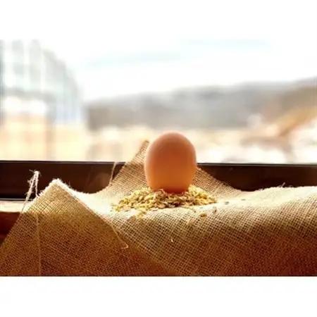 ファームモチツモタレツの平飼い自然有精卵20個_卵・乳製品 卵  たまご タマゴ 玉子_【配送不可地域：離島】【1506298】