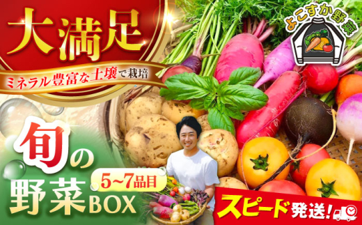すずなり採れたて野菜BOX（5～7品目）野菜セット 詰め合わせ 季節野菜 やさい 産地直送 旬 新鮮 横須賀【鈴也ファーム】 [AKCE001]