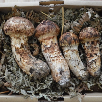 
            岩泉産朝採り松茸400g【1422877】
          