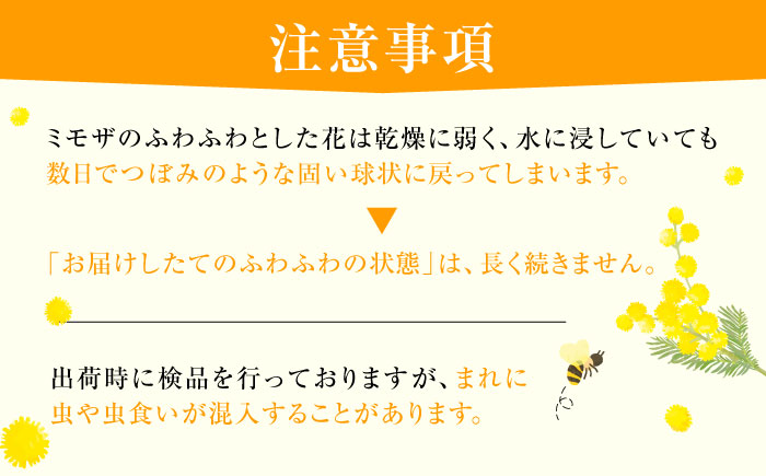 ミモザ 20本 お花 生花 フラワー インテリア 江田島市/田中農園 [XCV001]