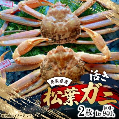 ふるさと納税 智頭町 【活き】タグ付き松葉ガニ　大　2枚(1枚800〜940g前後)