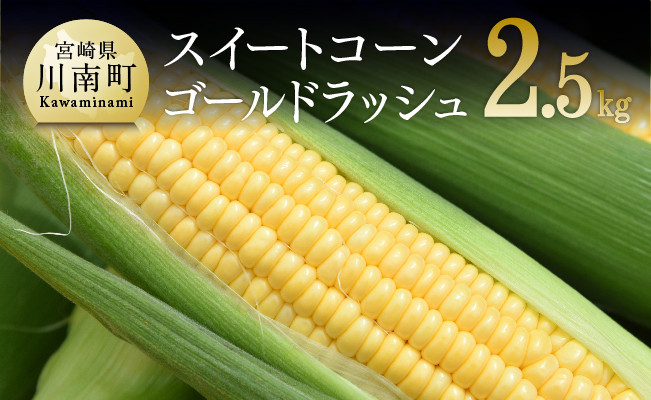 2023年発送 朝どれ！守部さんちのスイートコーン（ゴールドラッシュ）2.5kg以上(５～８本)【 とうもろこし スイートコーン トウモロコシ スィートコーン 令和5年発送 先行予約 数量限定 期間限定 】