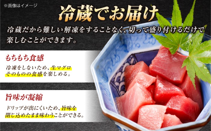五島列島産 養殖 生本かみマグロ 赤身 中トロ 計約500g / マグロ まぐろ 鮪 刺身 ブロック