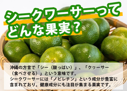 《2024年6月下旬～発送》【先行予約】こだわりの青切りシークワーサー 2kg 約40〜60個 TF-8