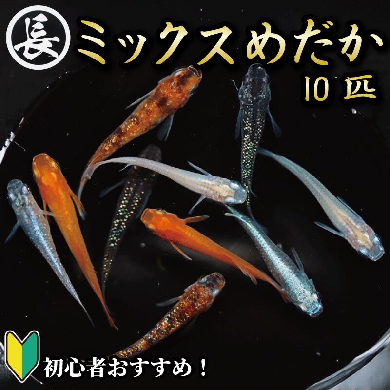 【ふるさと納税】 ミックスめだか 10匹 メダカ 飼育 初心者 おすすめ 水槽 インテリア 生物 鑑賞 熱帯魚 観賞魚 ペット アクアリウム 淡水魚 稚魚 繁殖 飼い方 エサ 餌 飼育キット 返礼品 ふるさと納税 寄付 熱帯魚 温度 魚介 魚類 魚 牧之原市 静岡県