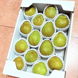 西洋梨（シルバーベル）５ｋｇ　0056-2625