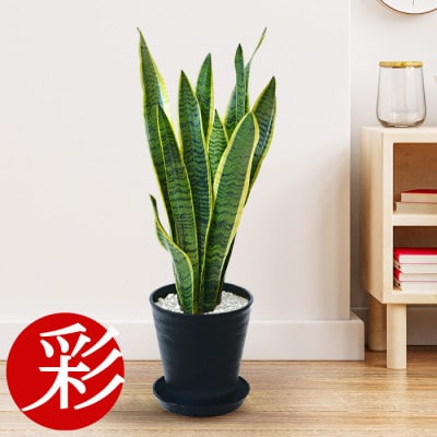 観葉植物 サンスベリア・ローレンティー 6号セラアート鉢 ブラック【配送不可地域：離島・沖縄県】