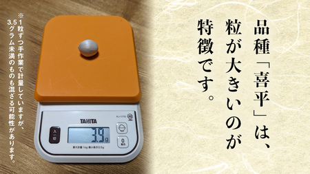 【先行予約】 喜平 ぎんなん 1kg (1粒3.5g程度・大サイズ) 【2026年10月中旬より発送開始】