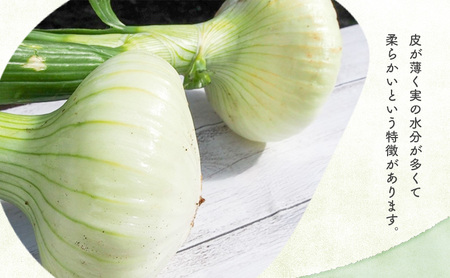 静岡県浜松市産 新玉葱 はるたま Lサイズ 5kg 約25個 野菜 新玉ねぎ たまねぎ タマネギ サラダ オニオン 国産 浜松市 静岡 【配送不可：離島】