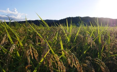 新潟県産 新之助 5kg 白米 令和7年 新之助 JAえちご中越