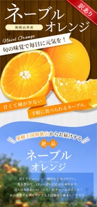 【訳あり】 森本農園の手選別ネーブルオレンジ 約6kg 和歌山県産 サイズ混合 【2026年1月上旬～2月中旬頃に順次発送】【RN19】【mrmt019】