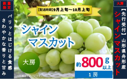 シャインマスカット 大房 約800g以上（1房） 数量限定　2026年先行予約
