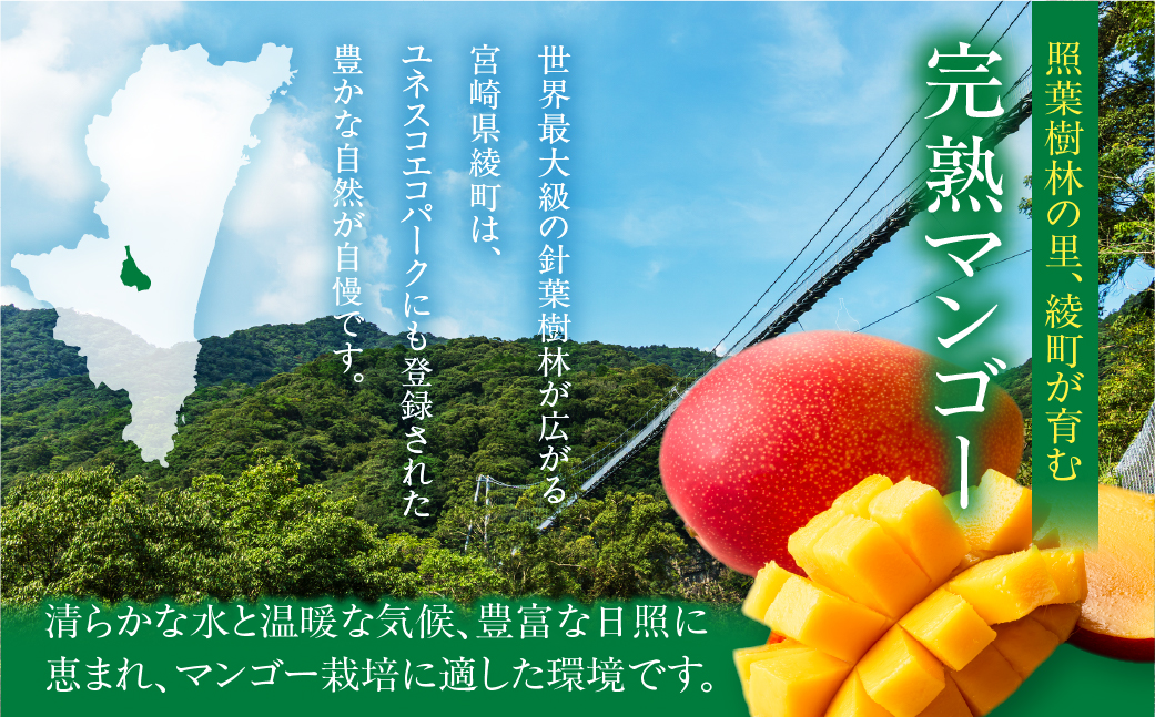 先行予約 数量限定 完熟マンゴー 2L×4玉（パック）マンゴー 宮崎 果物 フルーツ くだもの 2027年 国産 高級 マンゴージュース 南国フルーツ おすすめ デザート ギフト 贈り物 プレゼント 