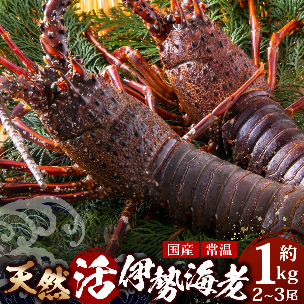 【ふるさと納税】【先行予約】天然 活 伊勢海老 約1kg 2～3尾 ≪2025年11月下旬頃～2025年12月下旬頃順次発送予定≫ ｜国産 えび 活イセエビ 伊勢エビ 常温
