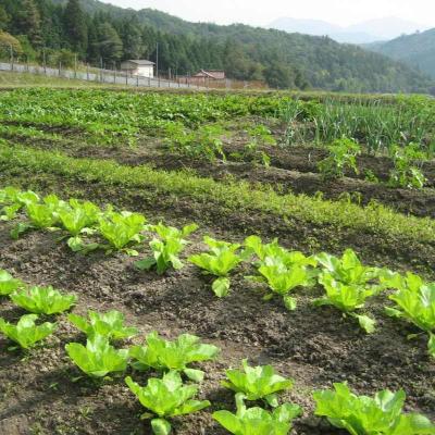 ふるさと納税 安芸高田市 旬の野菜・定期便(12か月)【2ヶ月毎に6回お届け】[No5895-0496] |  | 03