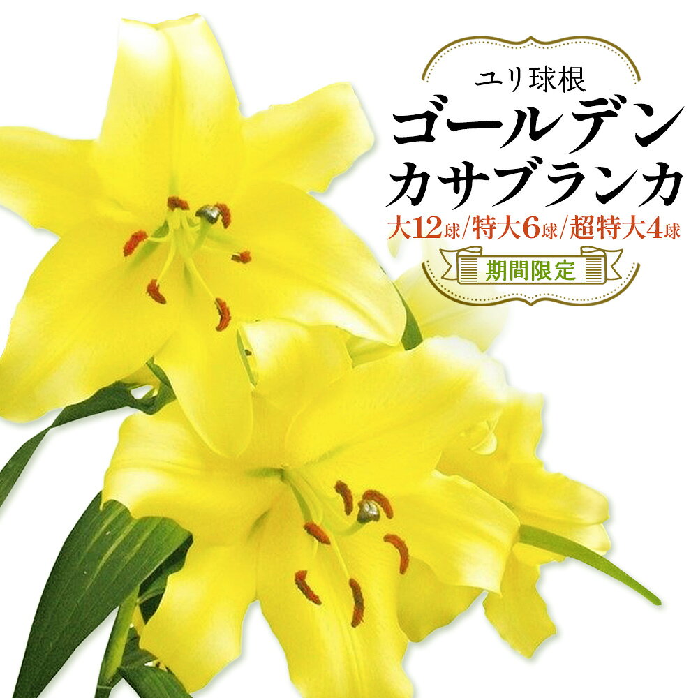 【ふるさと納税】【期間限定】ユリ球根 ゴールデンカサブランカ コンカドール 黄花品種 花 フラワー 園芸 ガーデニング 植物 高品質 送料無料
