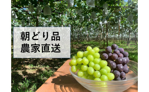【農家直送（収穫日に発送）】種無し巨峰とシャインマスカットMIX　約3kg（4～6房）| 先行予約 巨峰 シャインマスカット 種なし ぶどう 食べ比べ 詰め合わせ 約3kg 4～6房 農家直送 収穫日発送 新鮮 フルーツ 果物  お取り寄せ 季節限定 愛知県 豊田市
