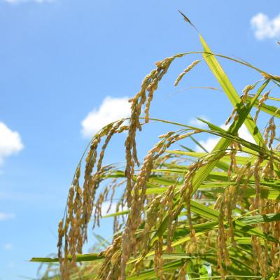 ふるさと納税 いすみ市 【千葉県いすみ市産】コシヒカリブレンド　精米10kg(5kg×2袋) |  | 02