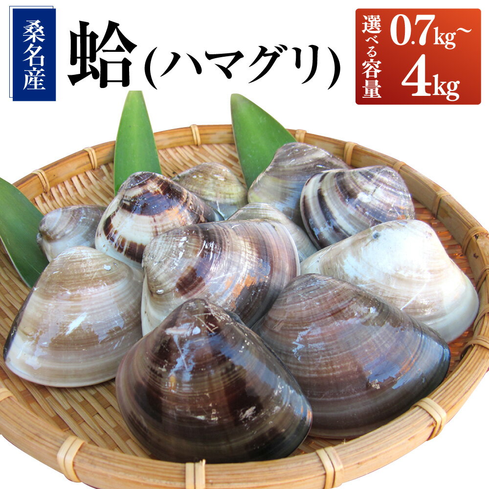 丸元水産　桑名産蛤(ハマグリ)3.0kg